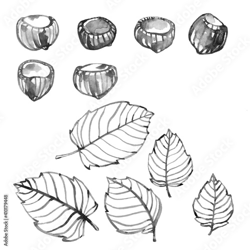 set of hazelnuts with leaves, elements of decorative ornament or pattern, black ink illustration isolated on a white background in doodle, hand drawn style and watercolor technique