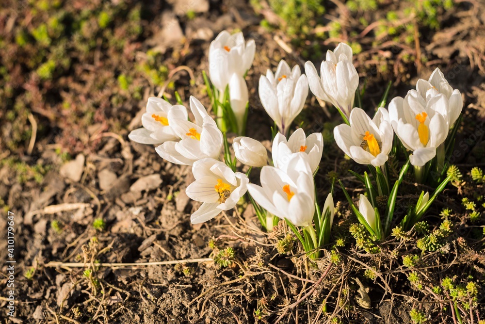 Amazing natural landscape and beautiful spring background with a group of blooming purple crocus flowers on a meadow. Majestic colors of spring flower crocus Amazing natural landscape and beautiful spring background with a group of blooming purple crocus flowers on a meadow. Majestic colors of spring flower crocus