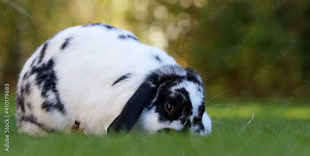 black and white dwarf ram rabbit on lawn grazing black and white dwarf ram rabbit on lawn grazing