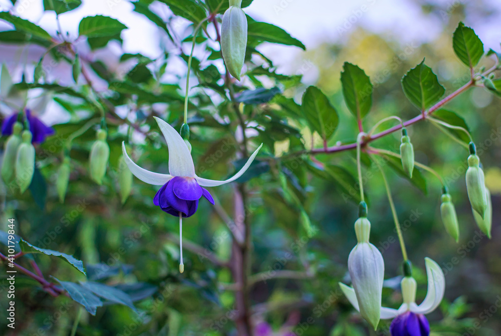 Fuchsia blue deltas sarah flowers and buds on its bush in summer Fuchsia blue deltas sarah flowers and buds on its bush in summer