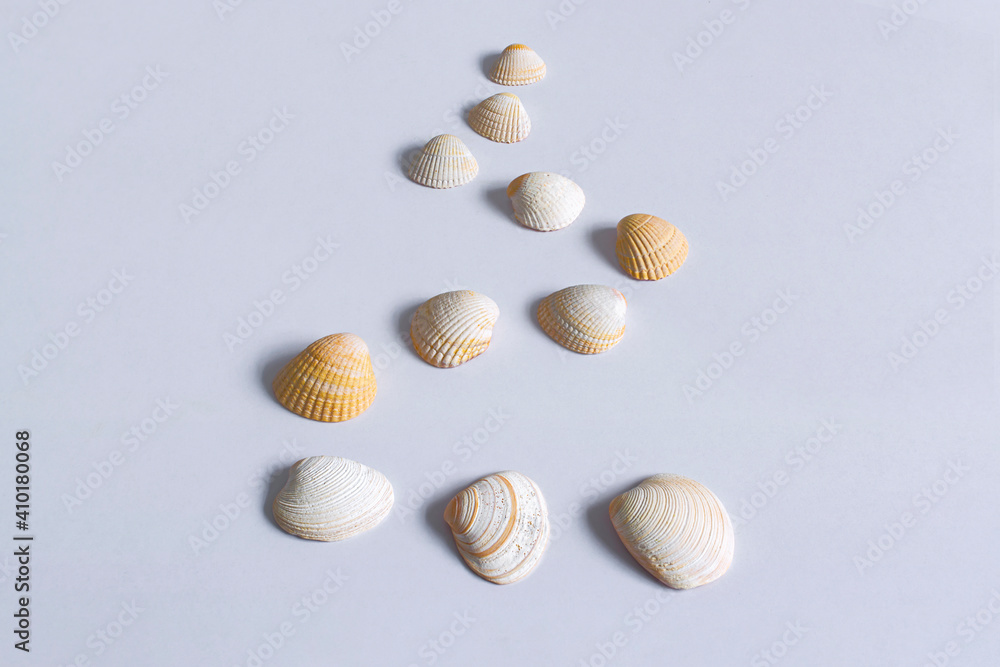 Group of seashells on white table in nice composition shot with natural sidelights 3 Group of seashells on white table in nice composition shot with natural sidelights 3