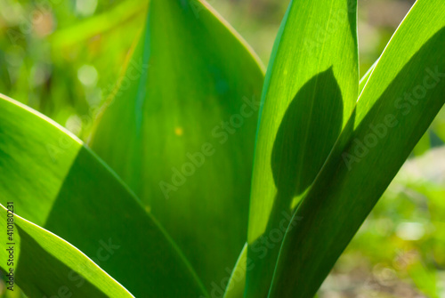 Tulip bud backlight