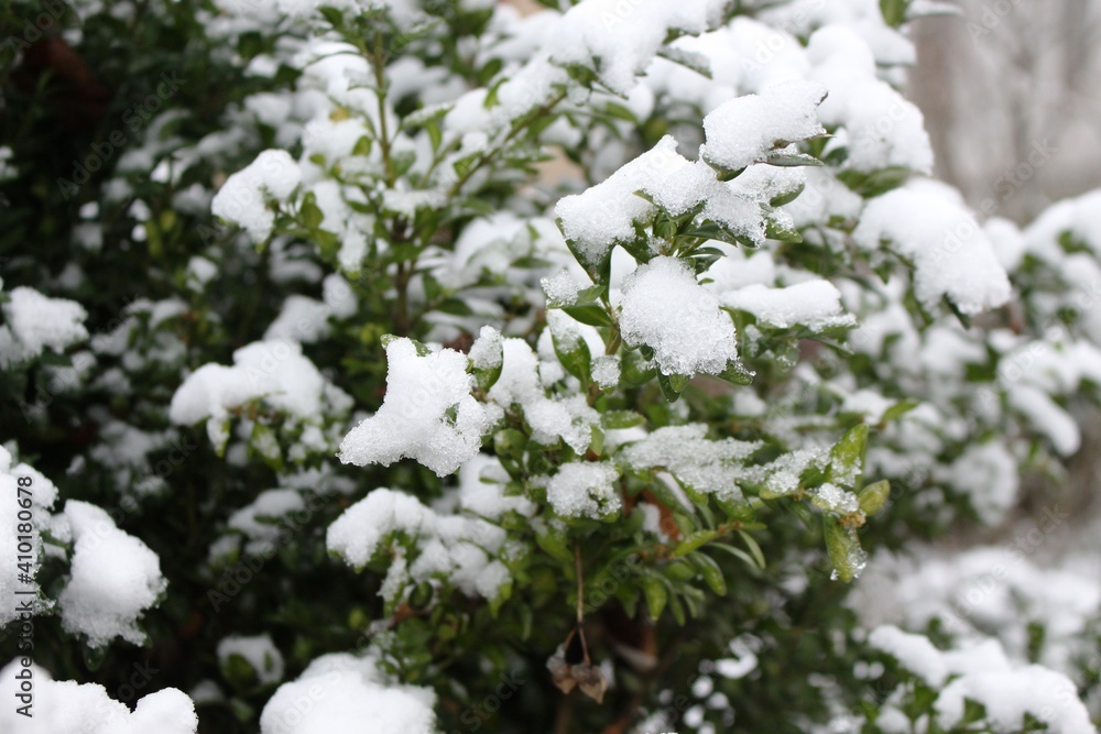 Snow fell on the green leaves of the bush Snow fell on the green leaves of the bush