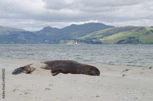 New Zealand sea lion Phocarctos hookeri sleeping on a beach. Te Rauone. Otago Peninsula. Otago. South Island. New Zealand.