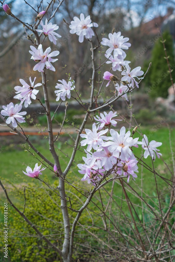 Obraz premium magnolia blossom spring garden. beautiful flowers, spring background pink flowers. magnoli. tender pink flowers. warm april weather