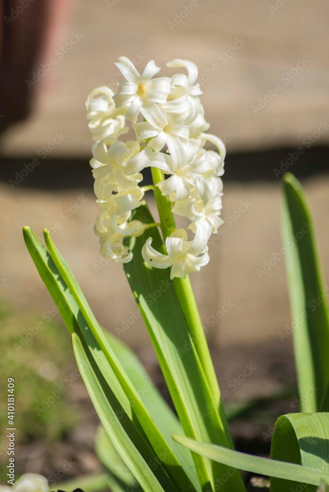 Obraz premium Colorful multicolored flower,spring summer in Sunny garden in sunlight on nature outdoors.