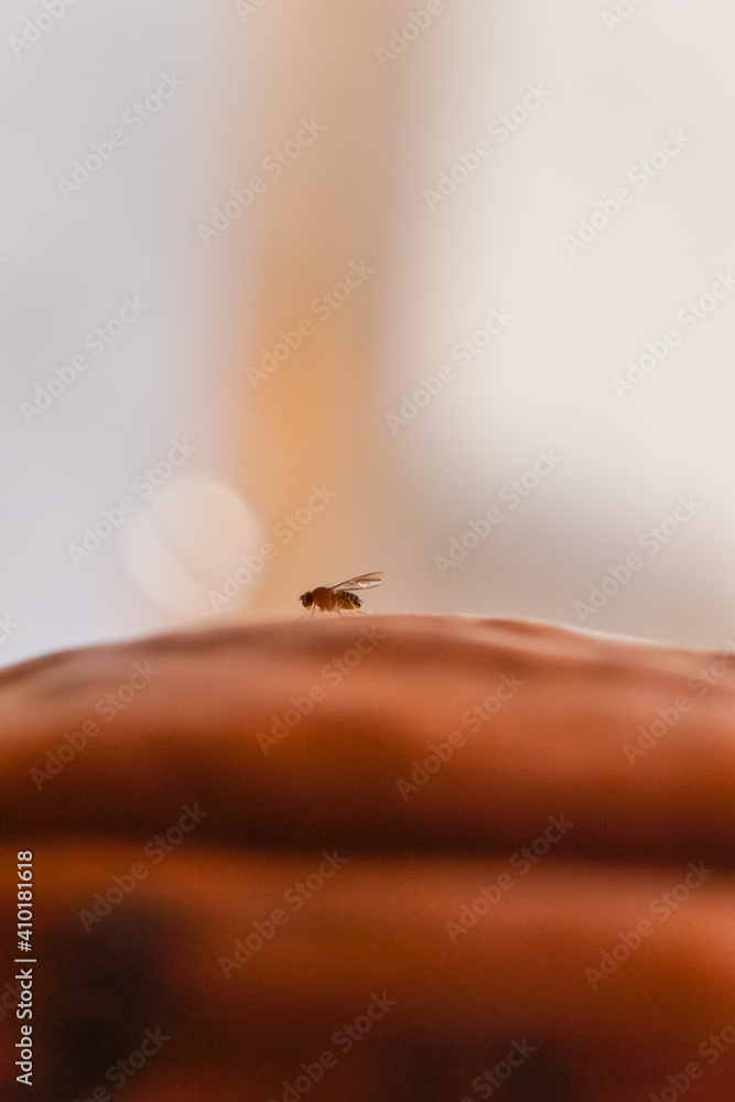 Macro fruit fly on a pumpkin with bokeh background