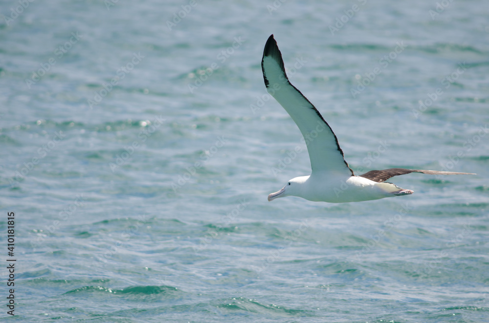 Northern royal albatross Diomedea sandfordi in flight. Taiaroa Head Wildlife Reserve. Otago Peninsula. Otago. South Island. New Zealand. Northern royal albatross Diomedea sandfordi in flight. Taiaroa Head Wildlife Reserve. Otago Peninsula. Otago. South Island. New Zealand.