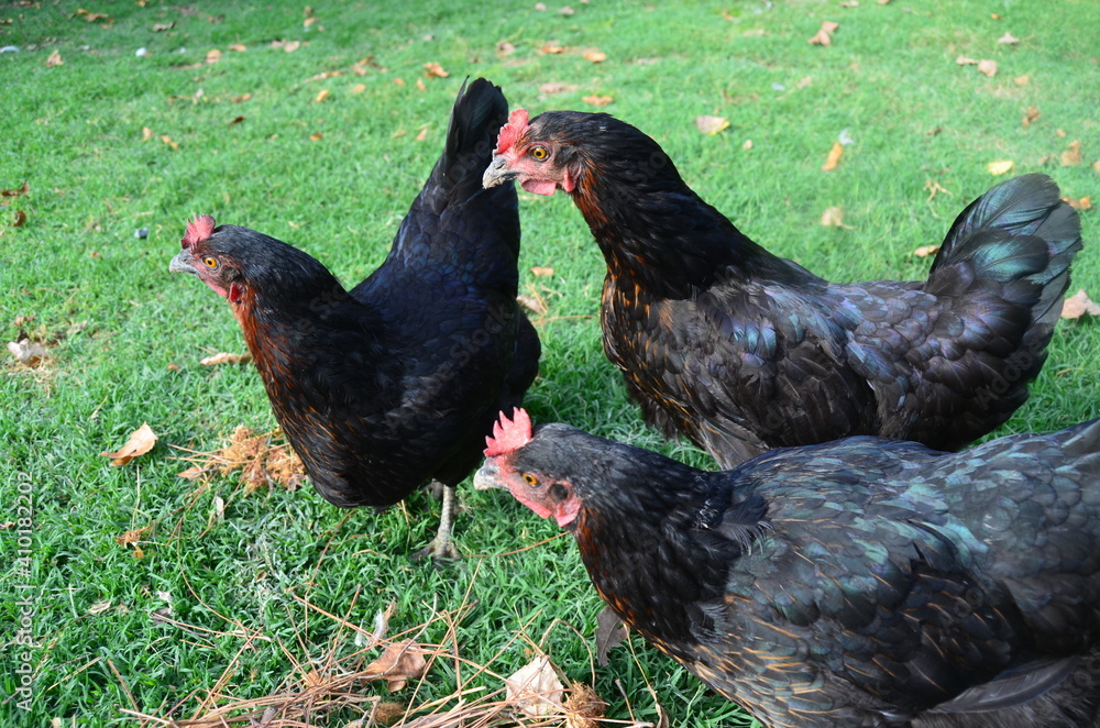 Chickens in the garden. Take care the animals