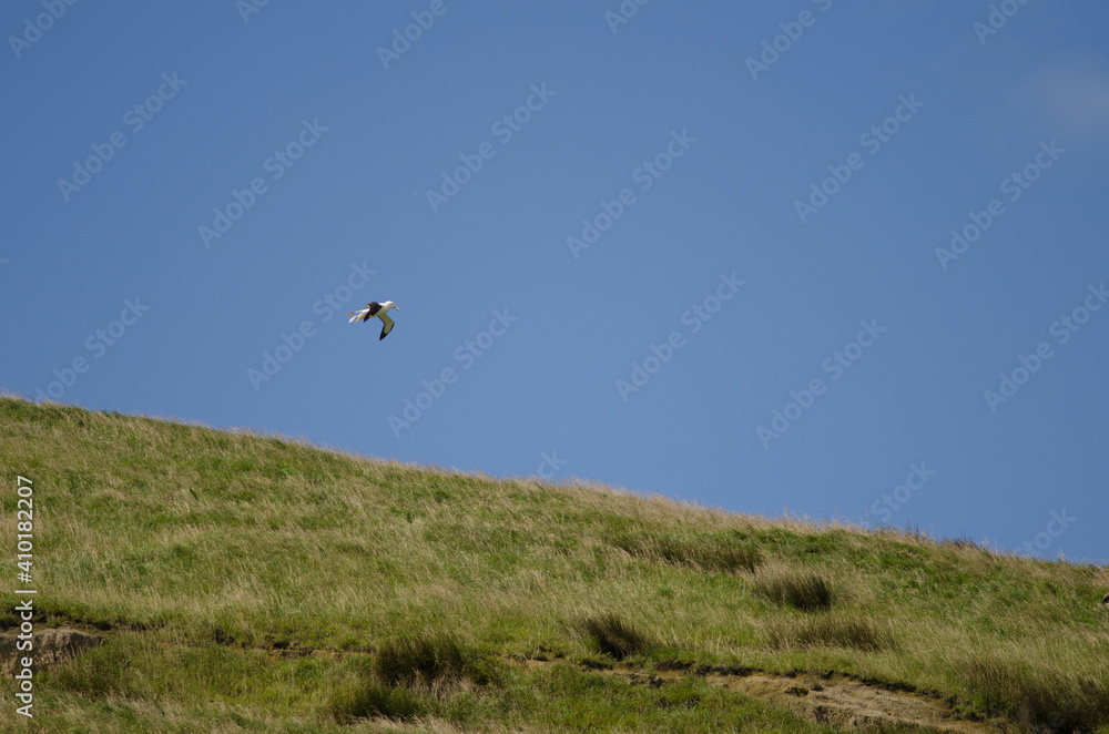 Northern royal albatross Diomedea sandfordi landing in the breed colony. Taiaroa Head Wildlife Reserve. Otago Peninsula. South Island. New Zealand. Northern royal albatross Diomedea sandfordi landing in the breed colony. Taiaroa Head Wildlife Reserve. Otago Peninsula. South Island. New Zealand.