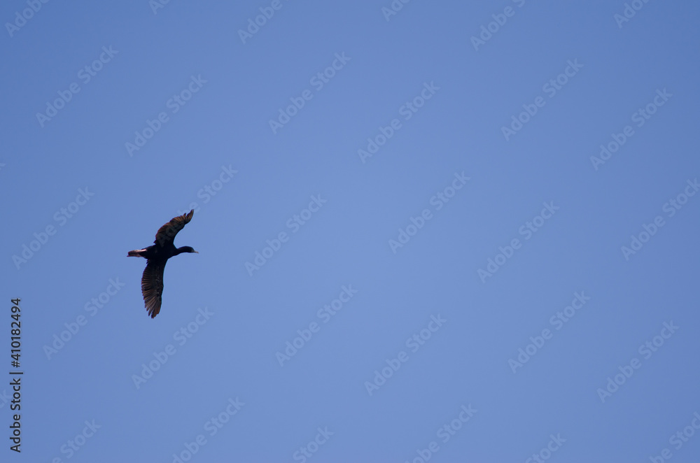 Fototapeta premium Otago shag Leucocarbo chalconotus in flight. Taiaroa Head Wildlife Reserve. Otago Peninsula. Otago. South Island. New Zealand.
