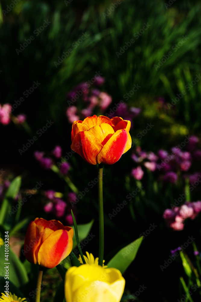 Spring flowering in a flowerbed of a country house