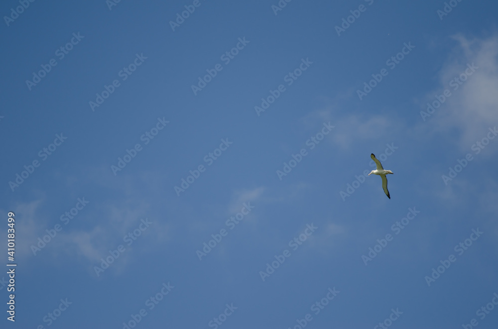 Obraz premium Northern royal albatross Diomedea sandfordi in flight. Taiaroa Head. Taiaroa Head Wildlife Reserve. Otago Peninsula. Otago. South Island. New Zealand.