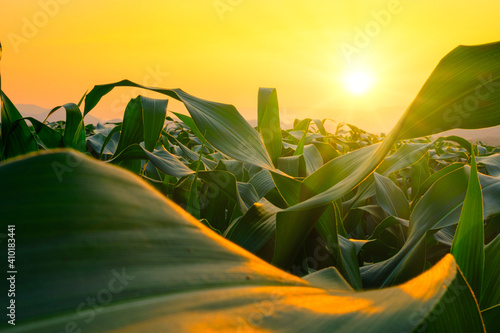 Fototapeta Naklejka Na Ścianę i Meble -  green corn field in agricultural garden and light shines sunset