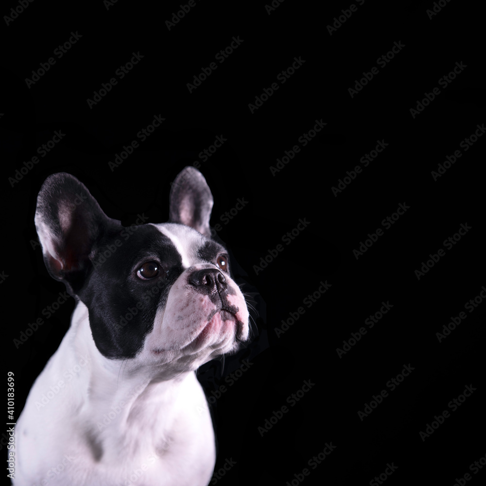 Lovely young black and white french bulldog looking on the side. portrait dog with black background