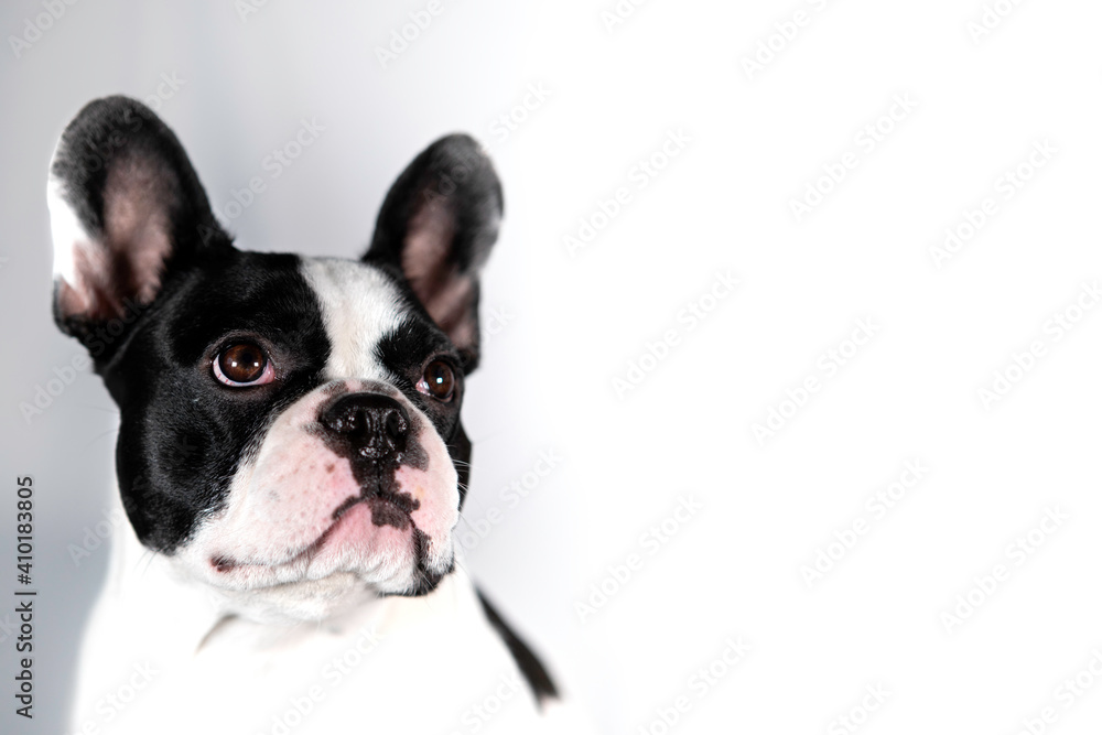 Lovely young black and white french bulldog looking on the side. portrait dog