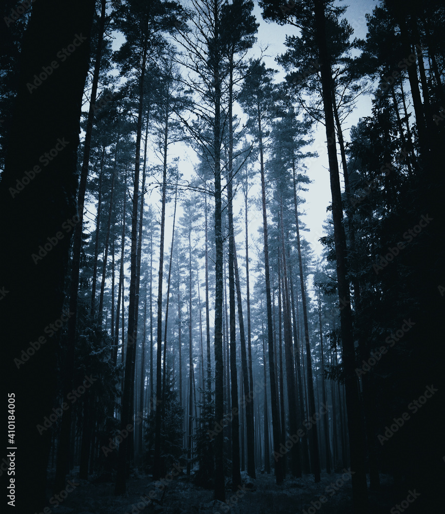 Obraz premium forest in fog