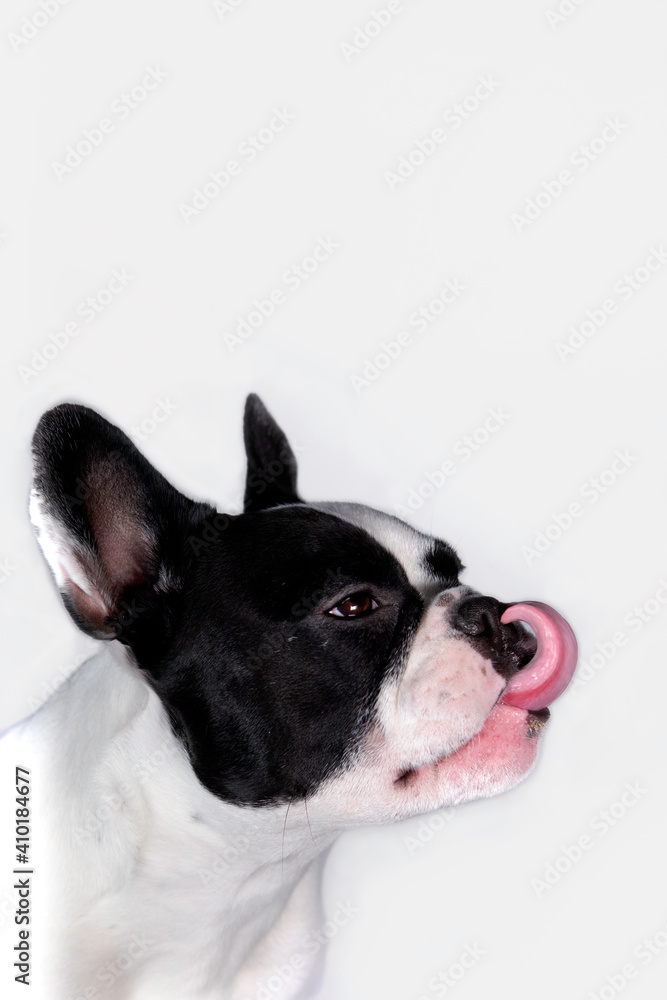 Funny black and white french bulldog with tongue out on white background. Dog portrait