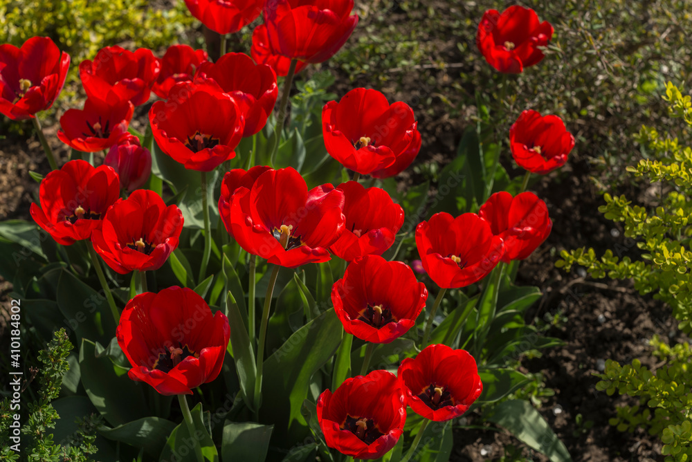 A bouque tulips. A gift to a woman's. Holiday or birthday panoramic background with tulip flowerbed, red, yellow, flower garden A bouque tulips. A gift to a woman's. Holiday or birthday panoramic background with tulip flowerbed, red, yellow, flower garden