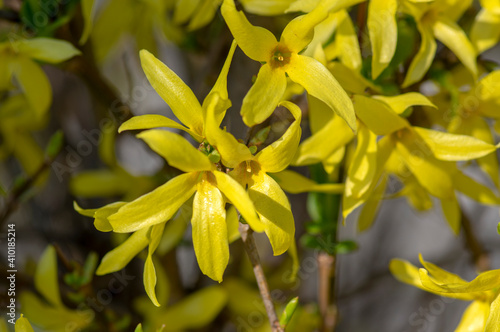Forsythia intermedia border ornamental bright yellow springtime flowering shrub plant, beautiful early flowers in bloom