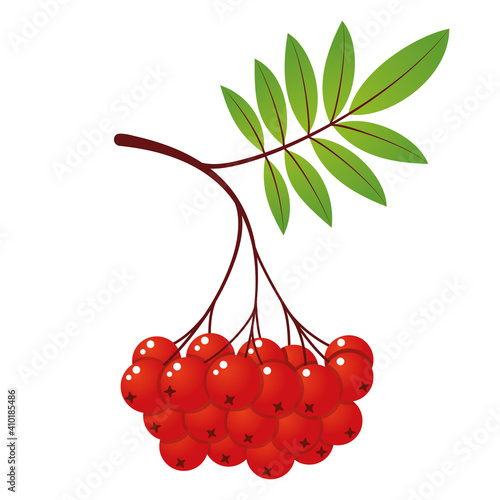 Rowan tree branch with leaves and berries. Vector illustration isolated on white background. Mountain ash summer design. Gradient fill. Bunch of mountain ash