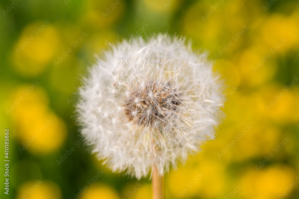 Airy gentle soft dandelion on the yellow background. Romantic dreamy artistic image. Airy gentle soft dandelion on the yellow background. Romantic dreamy artistic image.