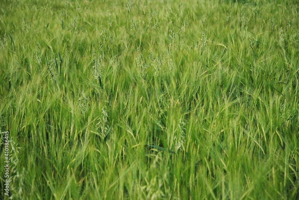 Zielone, niedojrzałe zboże na wiejskich polach Zielone, niedojrzałe zboże na wiejskich polach