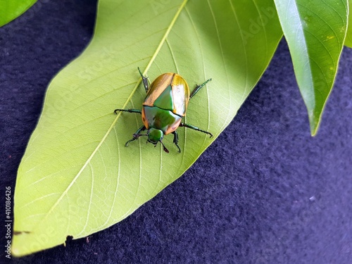 
Macraspis festiva is a species of beetles in the family Scarabaeidae. Amazon rainforest, Brazil
 photo