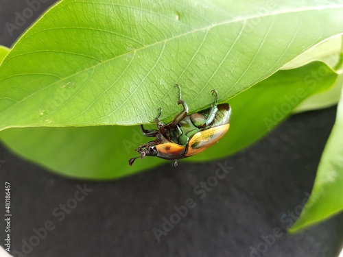 
Macraspis festiva is a species of beetles in the family Scarabaeidae. Amazon rainforest, Brazil
 photo