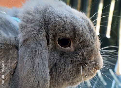 portrait of dwarf ram rabbit in the garden also known as Holland Lop