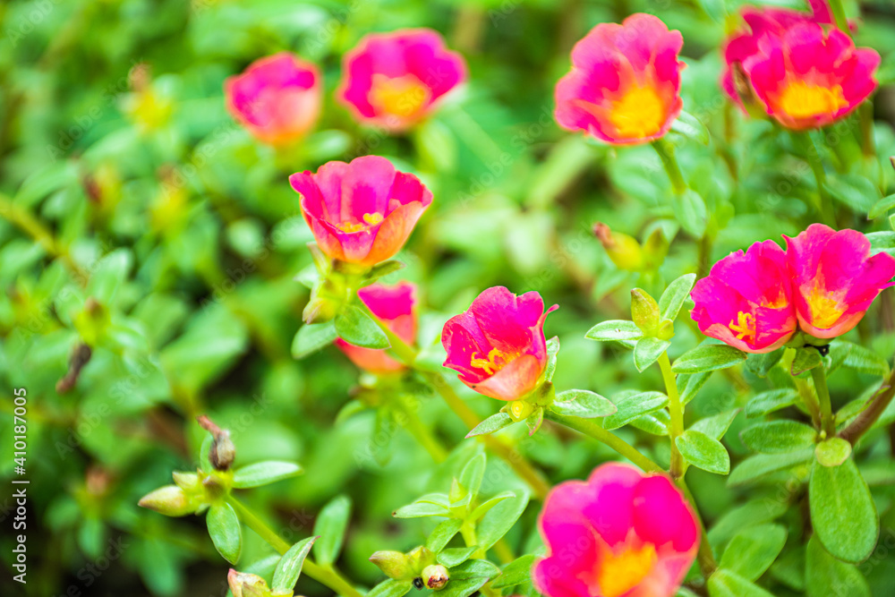 Portulaca oleracea flower bright pink flowers Blurred green leaves There is a beautiful light in the sun. Portulaca oleracea flower bright pink flowers Blurred green leaves There is a beautiful light in the sun.