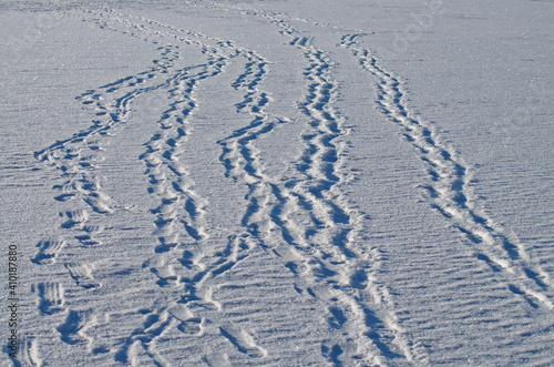 Obraz na płótnie Shoe marks in the snow. w salonie