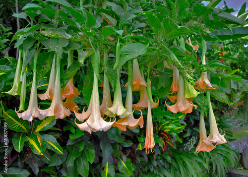 Many yellow Brugmansia named angels trumpet or Datura flower blossom in a garden.