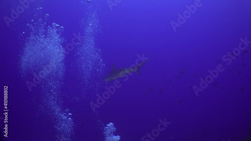 Reef sharks school of fish on underwater seabed of natural aquarium. Unique landscape, rocky pinnacles, canyons, walls and caves. Beautiful relax array of marine life ready for exploration. photo