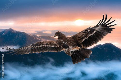 An eagle flies over the frozen mountains at beautiful dawn.  Steppe eagle (Aquila nipalensis) © Sabrewolf
