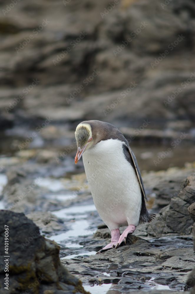 Fototapeta premium Yellow-eyed penguin Megadyptes antipodes. Curio Bay. Southland. South Island. New Zealand.