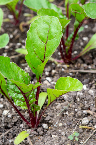 Young Swiss Chard in the Spring Garden