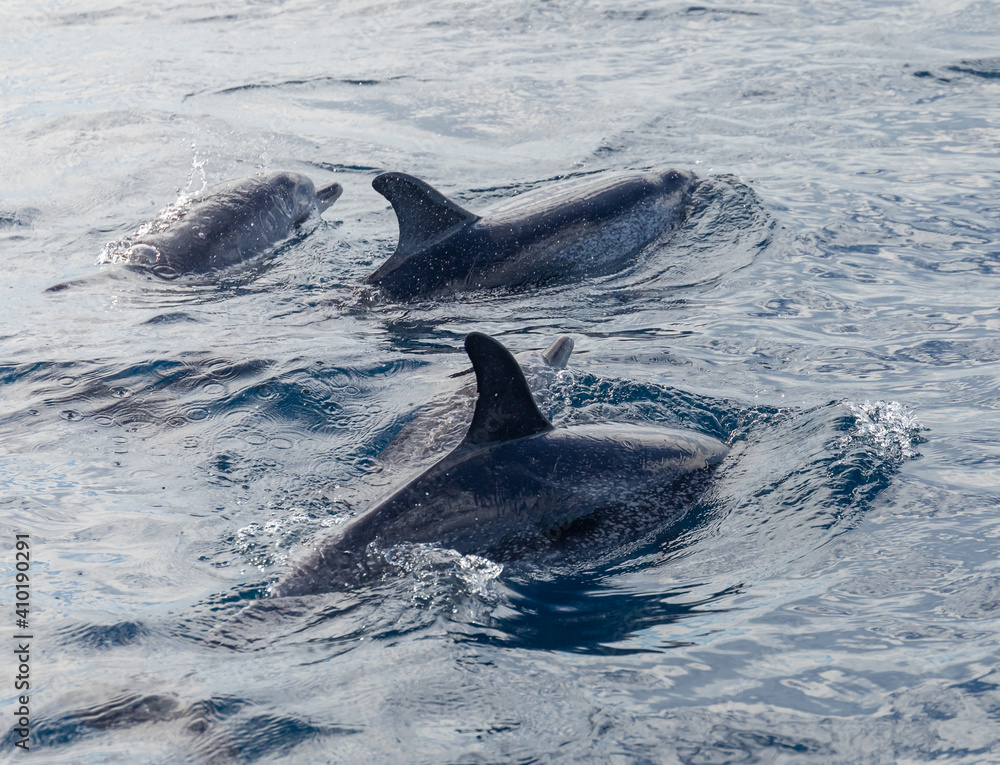 Fototapeta premium Atlantic Spotted Dolphins