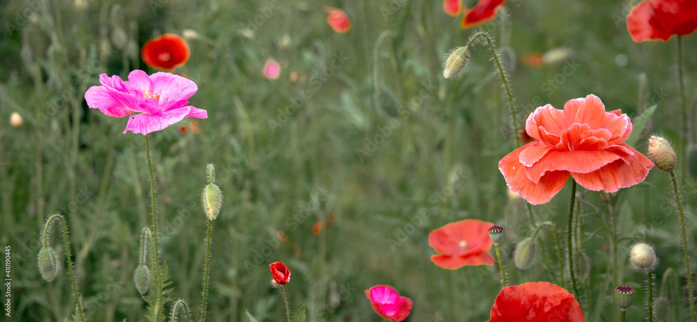 Obraz premium Pink poppy on a wonderful background. Pink, tender, air, life-giving poppy.Blooming pink poppy against a green grass.The magic of flowers on the lawn.Unusual color poppy.