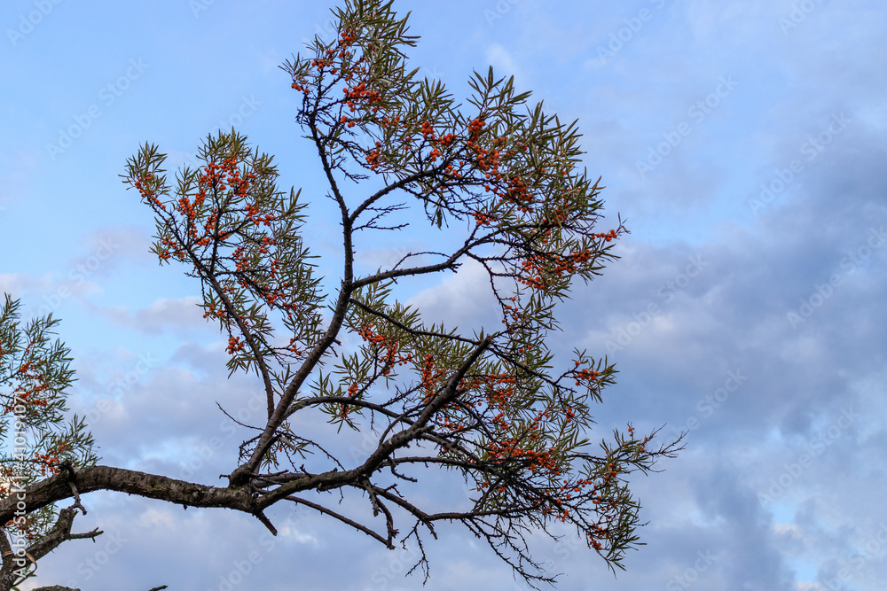 sea buckthorn bush branch against a cloudy sky sea buckthorn bush branch against a cloudy sky