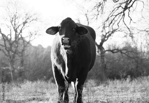 Santa Gertrudis cow portrait from winter field in black and white, beef breed. photo