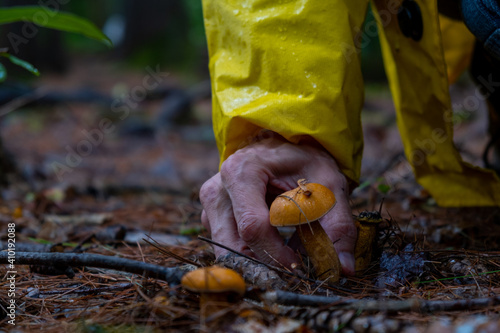 hand picking mushroom with a yellow raincoat