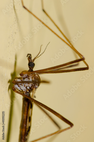 Crane fly on a wall. The Catlins. Otago. South Island. New Zealand.