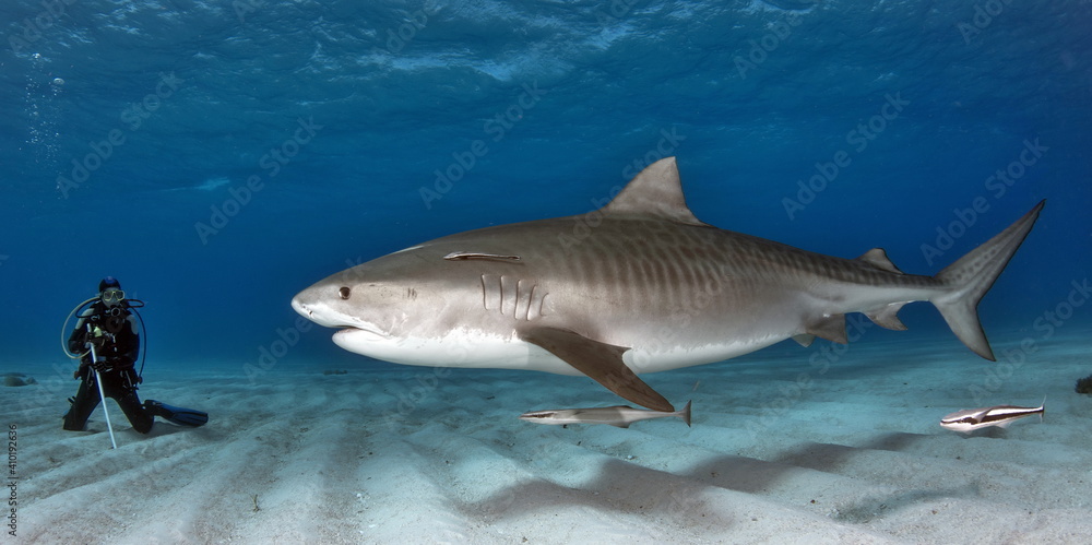 Tiger Shark with Lady Diver on Bahamas Tiger Shark with Lady Diver on Bahamas