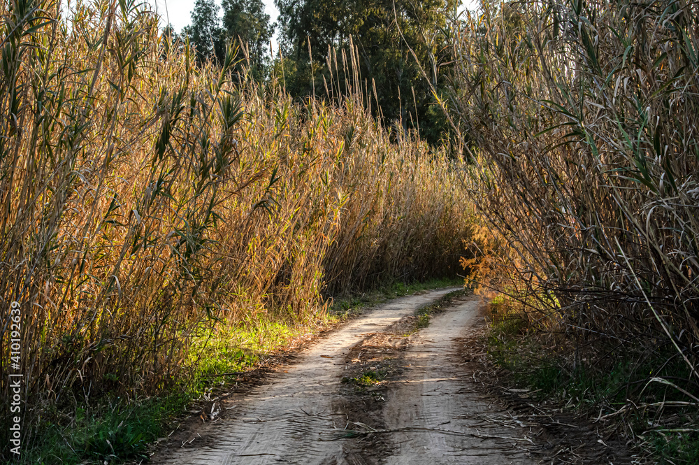 Photograph of Pasaggio della Campagna della Sardegna, with Trees and Spontaneous Vegetation, Country Road and Railway in a Rural Scenario, Panoramic View Photograph of Pasaggio della Campagna della Sardegna, with Trees and Spontaneous Vegetation, Country Road and Railway in a Rural Scenario, Panoramic View