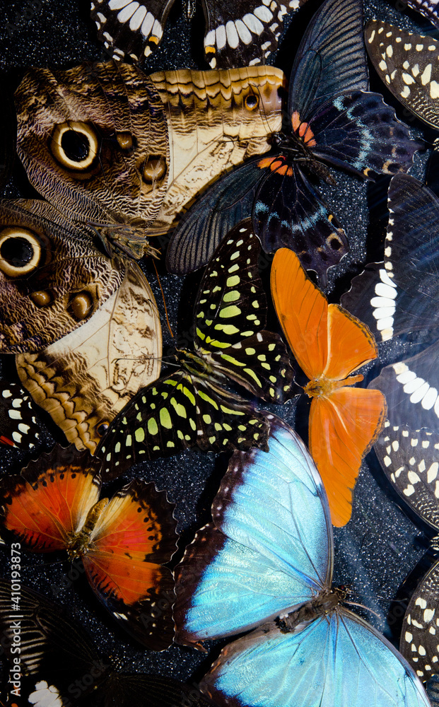 Obraz premium Butterflies collection in Dunedin airport. Dunedin. Otago. South Island. New Zealand.