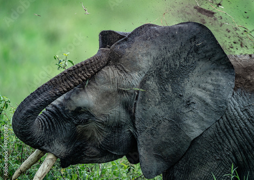 An elephant throws dirt on its head to stay cool