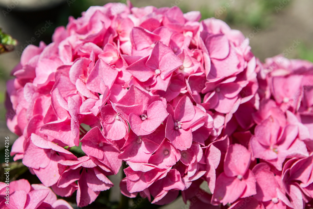 Blooming hydrangea flower in the garden Blooming hydrangea flower in the garden