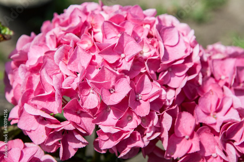 Blooming hydrangea flower in the garden