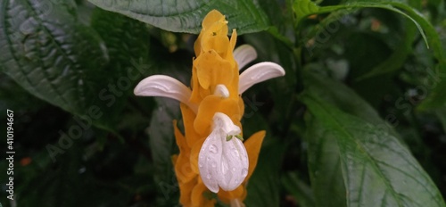 An unflowing orange flower looks beautiful photo